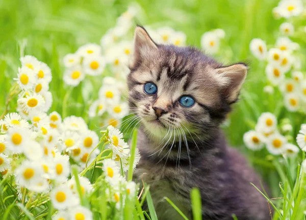 Ravensburger Kitten in the Meadow 500pc