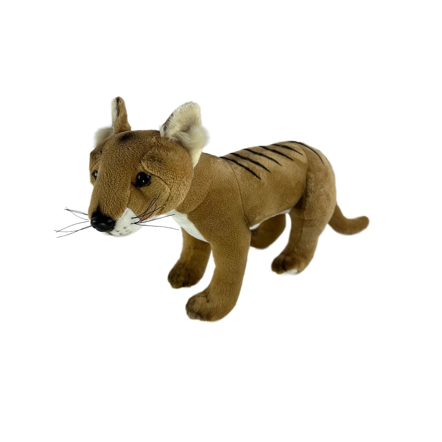 Bocchetta Cooper (Tasmanian Tiger 30Cm)